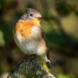 Essais infructueux pour aider le Gobemouche nain en Hongrie avec un nichoir spécifique