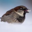 Un Moineau domestique mange de la neige pour s’abreuver