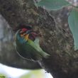 Barbu à couronne rouge