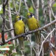 Bulbuls oreillards