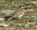 Bruant à calotte blanche | Emberiza leucocephalos | Pine Bunting