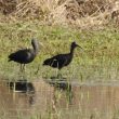 Jeunes Ibis falcinelles dans la Manche