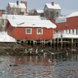 La péninsule de Varanger (Norvège) en février 2018 : eiders, hareldes et gerfaut