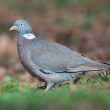 Les graines traitées aux néonicotinoïdes seraient dangereuses pour les oiseaux