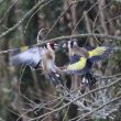 Chardonnerets élégants en colère