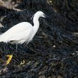 Aigrette garzette