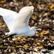 Aigrette garzette en vol