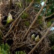 Les nids collectifs des Conures veuves : des « hôtels » accueillants