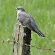 Pourquoi la coquille de l’œuf du coucou est-elle plus épaisse que celle de ses hôtes ?