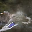 Canard colvert s’envolant