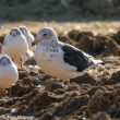 Comment identifier le Goéland dominicain parmi des Goélands bruns ?