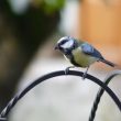 Mésange charbonnière leucique