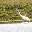 Grande Aigrette dans la Somme