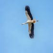 Cigogne blanche dans la Somme