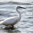 Aigrette garzette