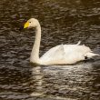 Cygne chanteur dans la Somme