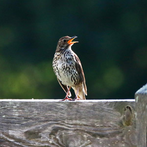 Grive musicienne (Turdus philomelos)