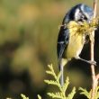 Mésange bleue ramassant de la mousse