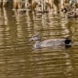 Canard chipeau