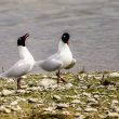 Mouettes mélanocéphales