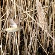 Phragmite des joncs en vol