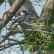 Un Gobemouche à demi-collier observé en Camargue en avril 2018