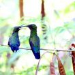 Colibri falle-vert en Guadeloupes