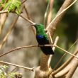 Colibri falle-vert en Guadeloupe