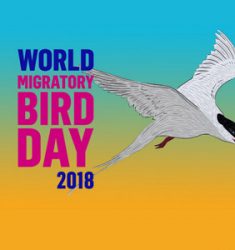 Journée Mondiale des Oiseaux Migrateurs ou « World Migratory Bird Day »