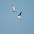 Bataille aérienne entre Sterne pierregarin et Mouette rieuse