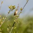 phragmite des joncs dans le Morbihan