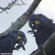 Première observation d’aras mangeant des termites