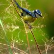 Mésange bleue et graines de plantain