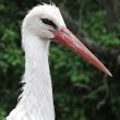 Portrait de cigogne