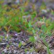 Pipit  rousseline dans les Landes