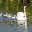 Famille de Cygnes tuberculés