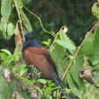 Grand Coucal