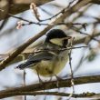 Mésange charbonnière juvénile