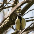 Mésange charbonnière juvénile