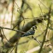 Mésange bleue juvénile