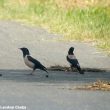 Afflux d’Étourneaux roselins dans le sud-est de l’Europe en mai 2018