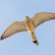 Faucon crécerellette mâle en vol
