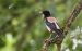 Étourneau roselin | Pastor roseus | Rosy Starling