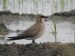 Glaréole à collier | Glareola pratincola | Collared Pratincole