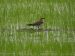 Glaréole à collier | Glareola pratincola | Collared Pratincole