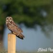 Hibou des marais dans le pays de Caux