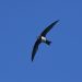 Martinet à ventre blanc | Tachymarptis melba | Alpine Swift