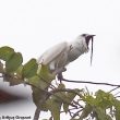 Découverte d’une population d’Arapongas blancs dans l’état du Pará (Brésil)