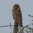 Hibou des marais dans le pays de Caux