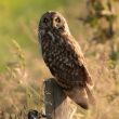 Hibou des marais dans le pays de Caux